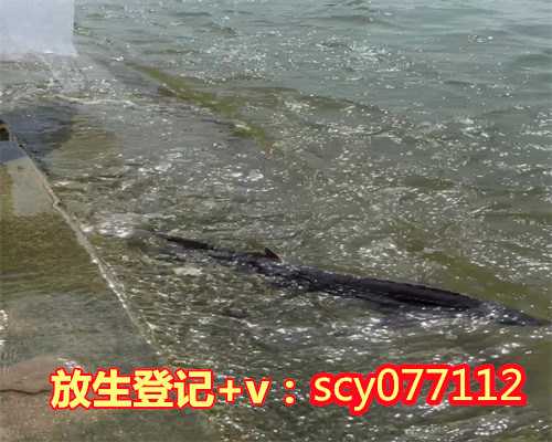 惠州放生鱼有讲究,惠州可以放生的龟的地方,惠州放生地点