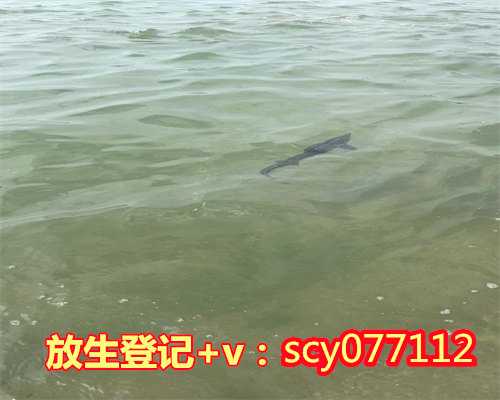 青岛公园放生草龟