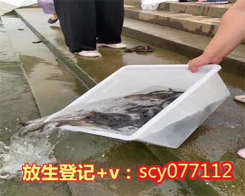 上海放生田螺消业障快，上海正月十七放生功德很大吗，上海黄鳝苗放生上海能