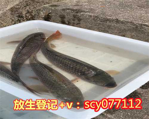福州阴历四月放生吉日,福州参与一次放生多少钱,福州哪里适合放生鲤鱼